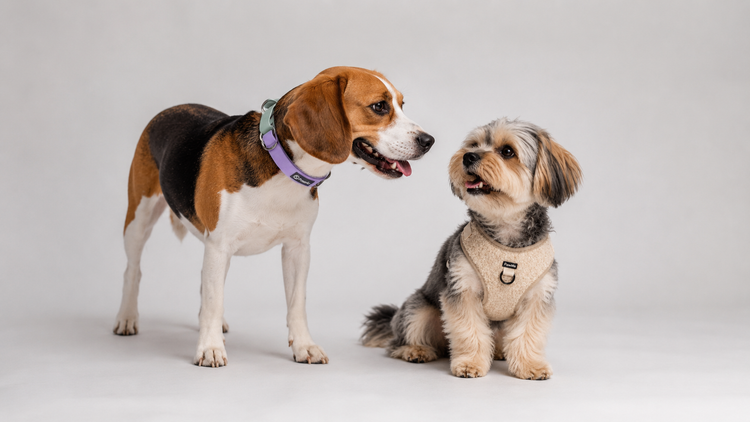 Harnesses & Collars