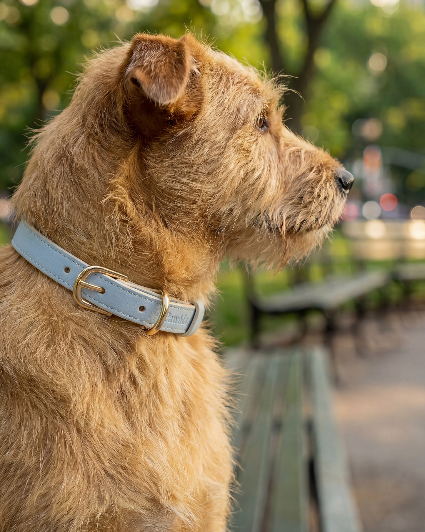AirTag Dog Collar Beverly