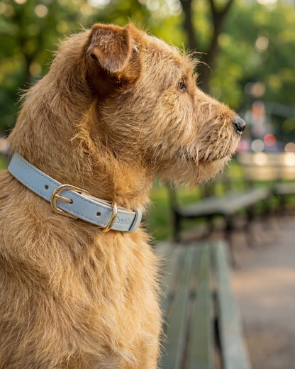 AirTag Dog Collar Beverly