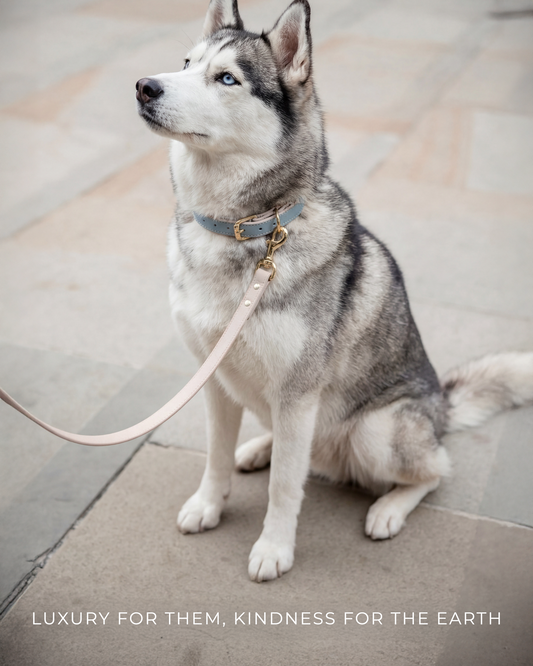 AirTag Dog Collar Beverly