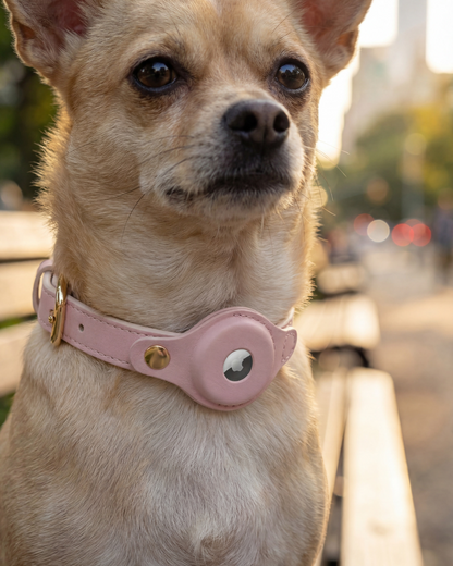 AirTag Dog Collar Beverly